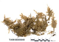 藏品(短枝擬平苔)的圖片